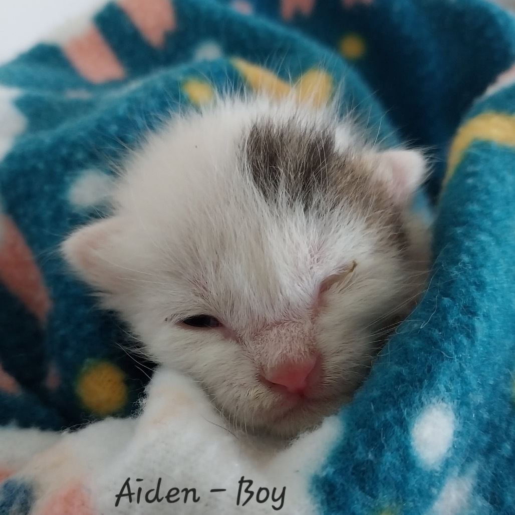 Aiden, an adoptable Domestic Short Hair in Baker City, OR, 97814 | Photo Image 2