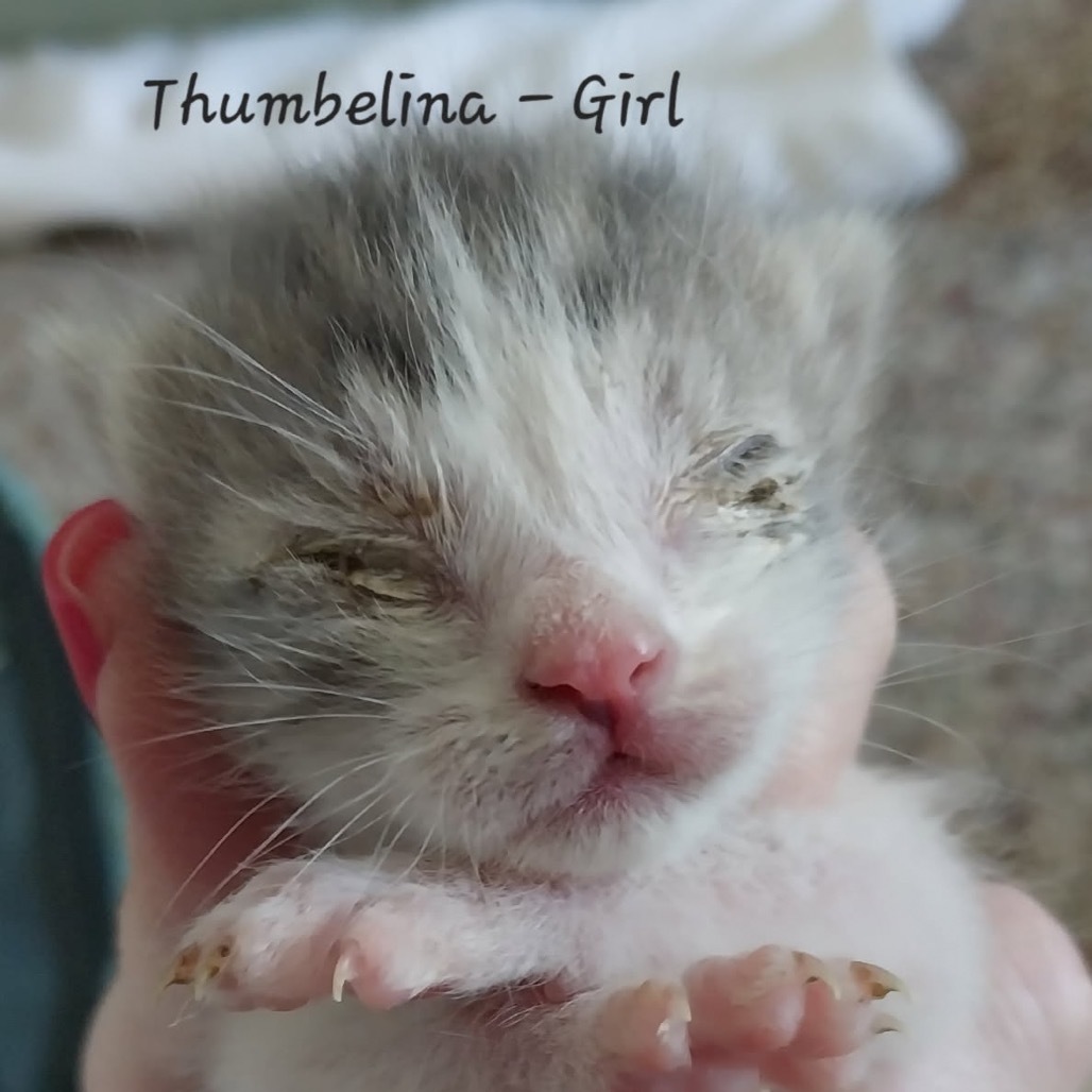 Thumbelina, an adoptable Domestic Short Hair in Baker City, OR, 97814 | Photo Image 2