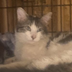 Meet McTavish Legend a friendly and fluffy Maine Coon mix with a big personalit