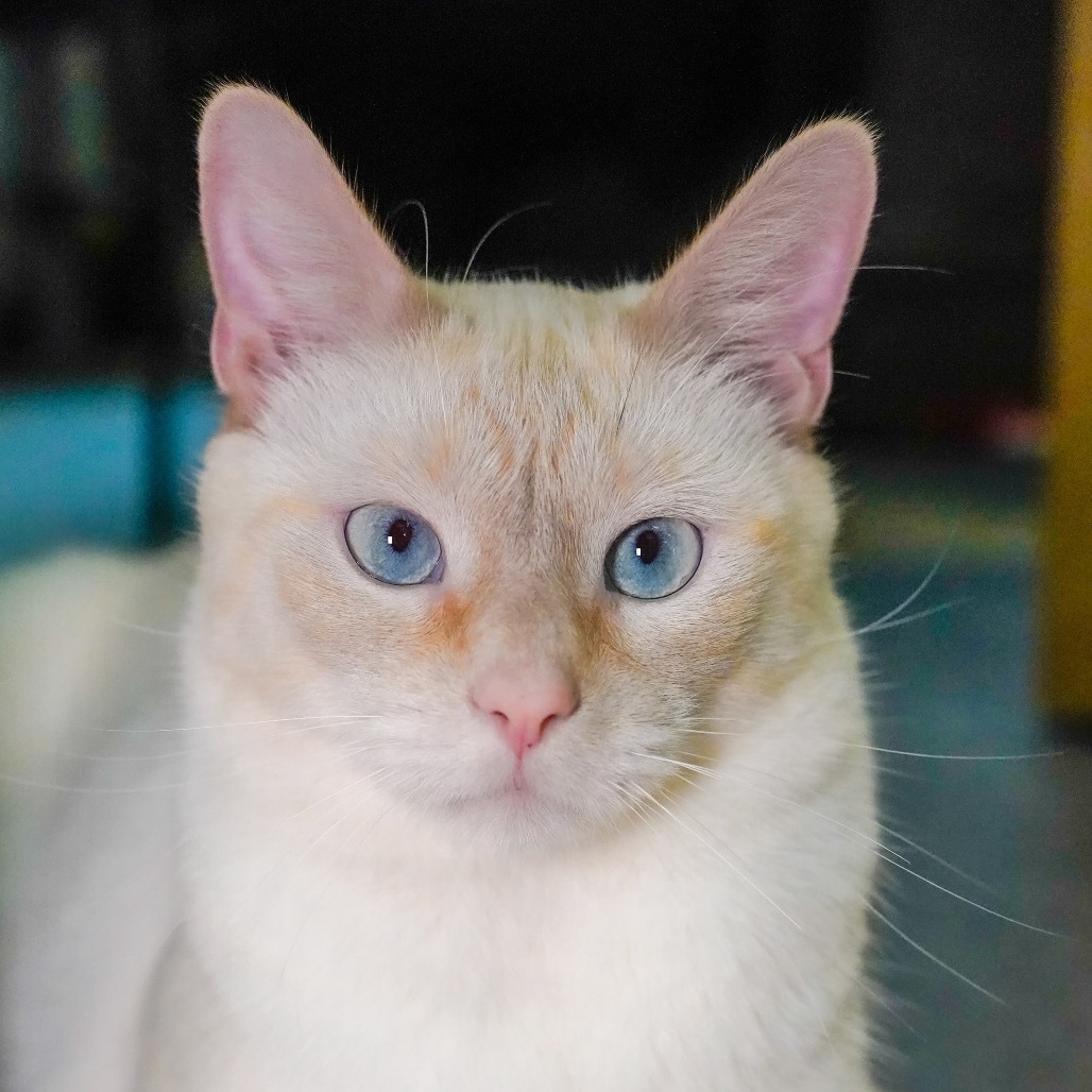 Utah, an adoptable Domestic Short Hair in Thomaston, ME, 04861 | Photo Image 1