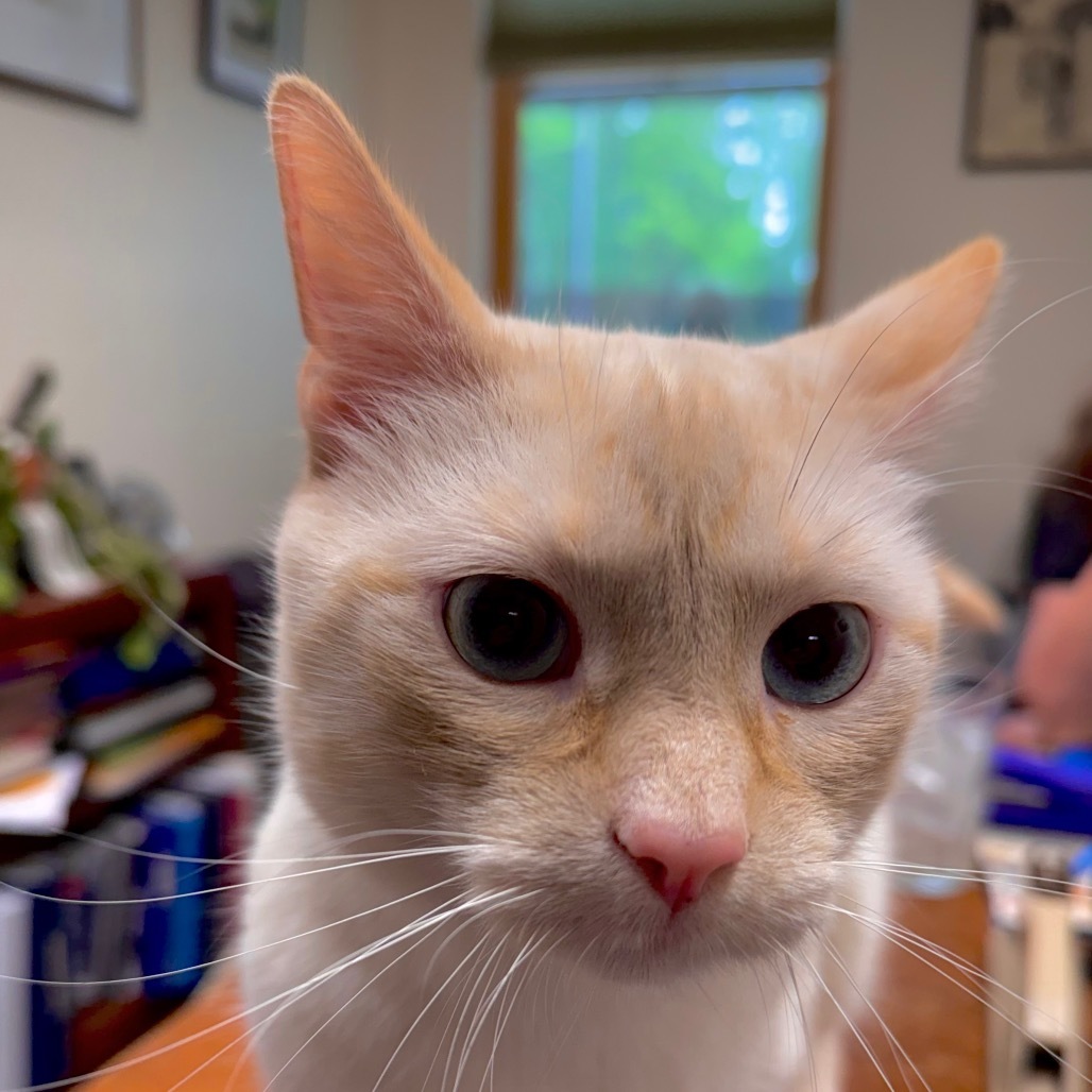 Utah, an adoptable Domestic Short Hair in Thomaston, ME, 04861 | Photo Image 2