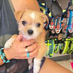 Hattie Shih Tzu Dog
