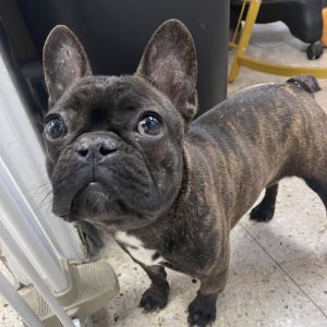 Lemon French Bulldog Dog