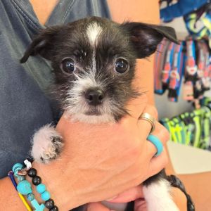 Harriet Shih Tzu Dog