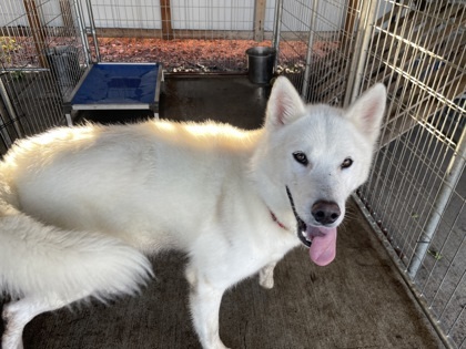 Screech aka Spectre, an adoptable Siberian Husky, Mixed Breed in Pendleton, OR, 97801 | Photo Image 1