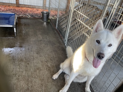 Screech aka Spectre, an adoptable Siberian Husky, Mixed Breed in Pendleton, OR, 97801 | Photo Image 2