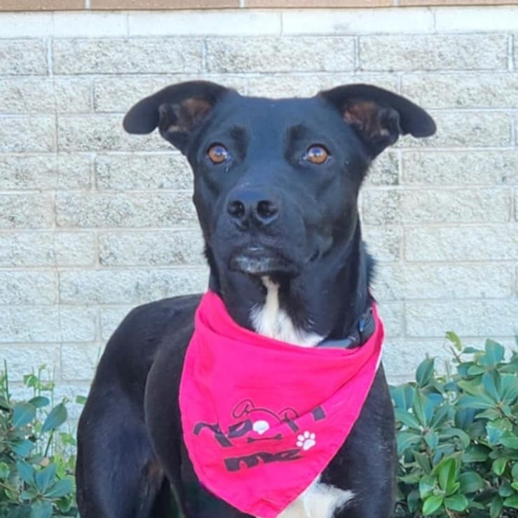 Mesa BW, an adoptable Black Labrador Retriever, Whippet in Austin, TX, 78701 | Photo Image 2