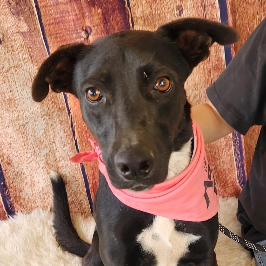 Mesa BW, an adoptable Black Labrador Retriever, Whippet in Austin, TX, 78701 | Photo Image 4
