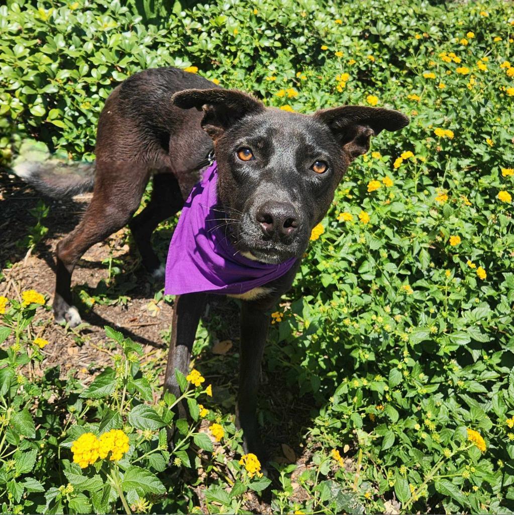 Mesa BW, an adoptable Black Labrador Retriever, Whippet in Austin, TX, 78701 | Photo Image 6