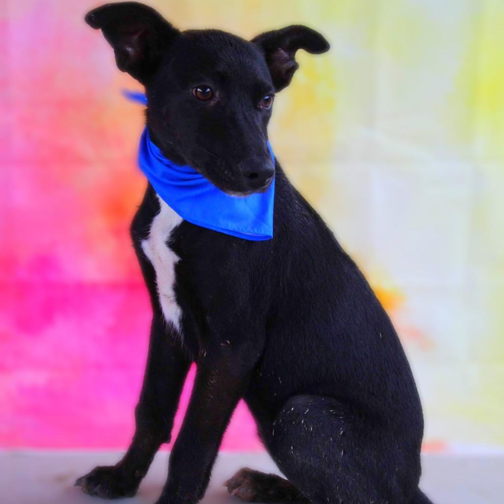 Mesa BW, an adoptable Black Labrador Retriever, Whippet in Austin, TX, 78701 | Photo Image 8