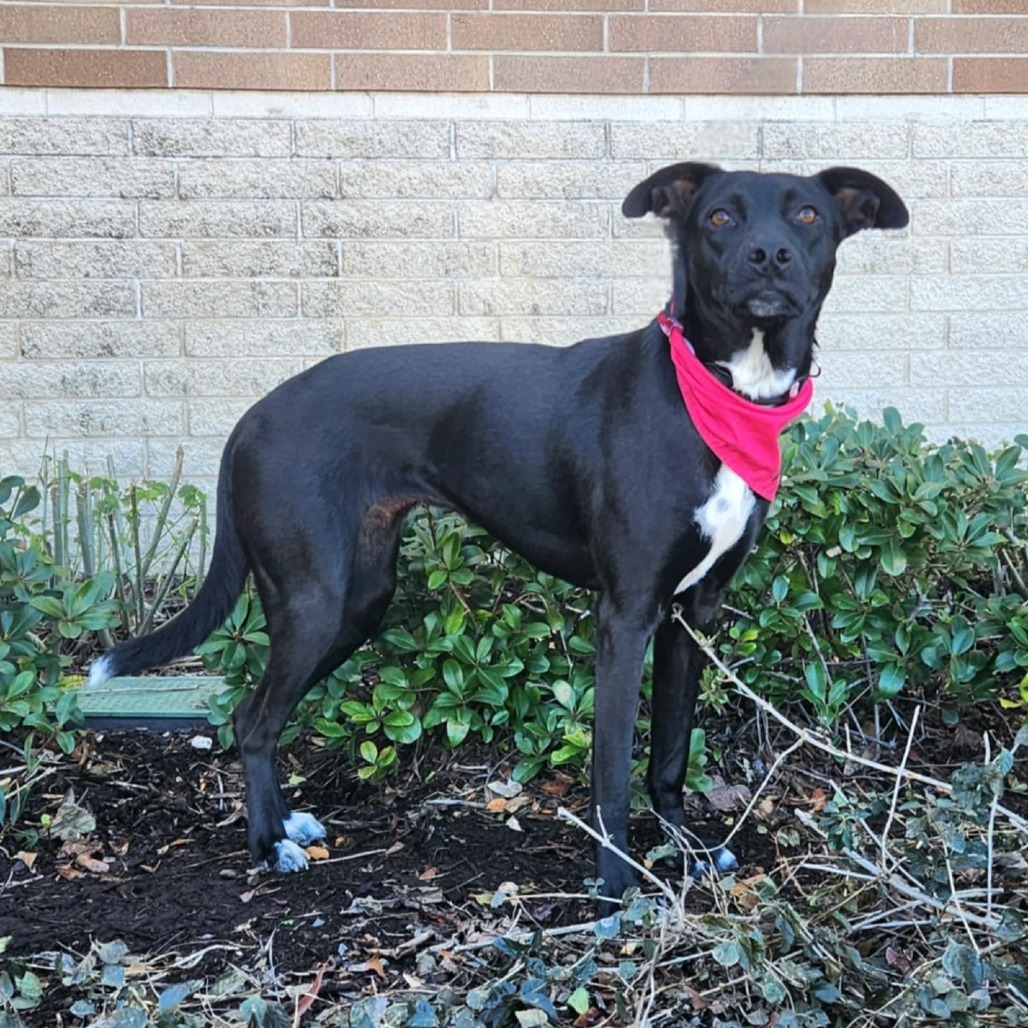 Mesa BW, an adoptable Black Labrador Retriever, Whippet in Austin, TX, 78701 | Photo Image 10