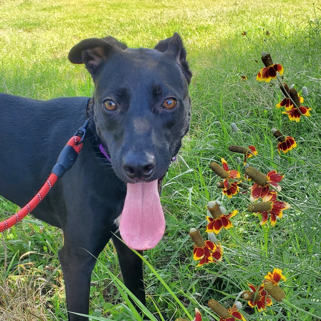 Mesa BW, an adoptable Black Labrador Retriever, Whippet in Austin, TX, 78701 | Photo Image 11