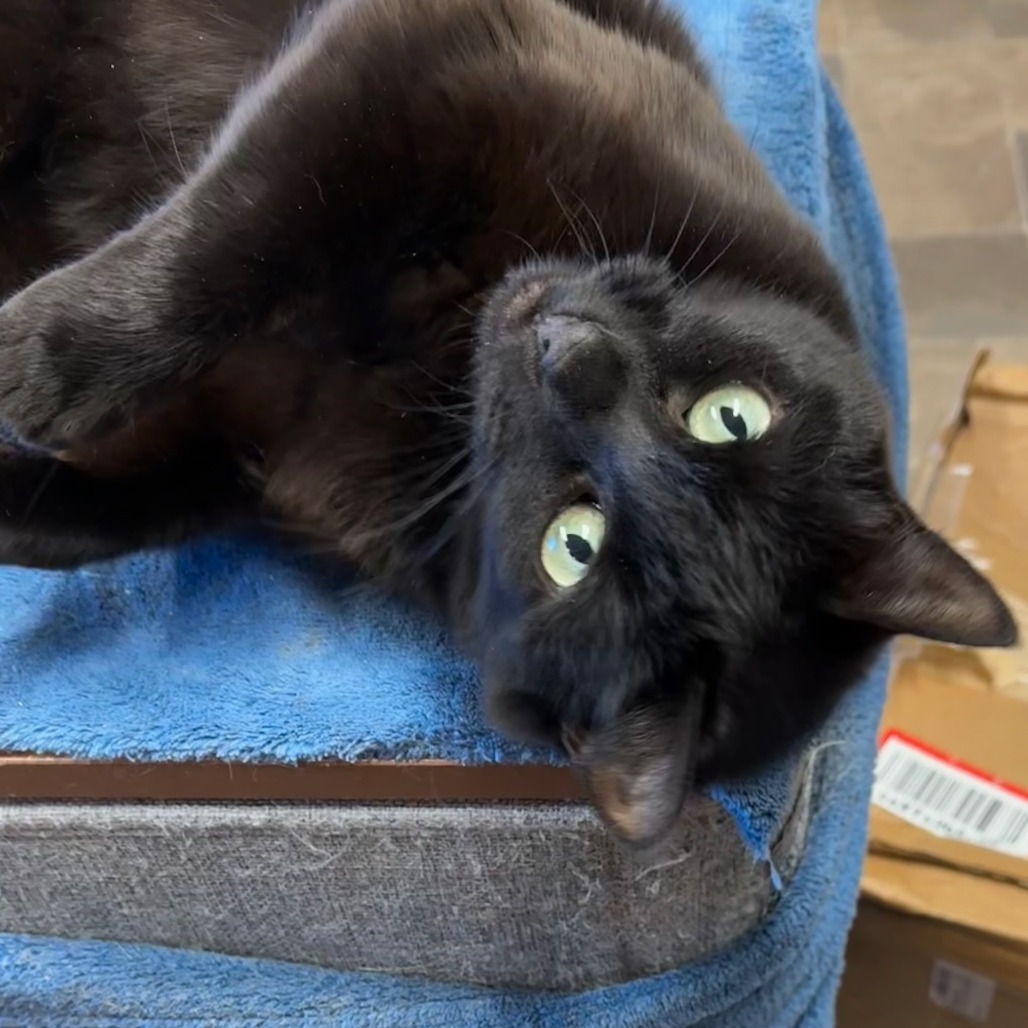 Houdini, an adoptable Domestic Short Hair in Priest River, ID, 83856 | Photo Image 1