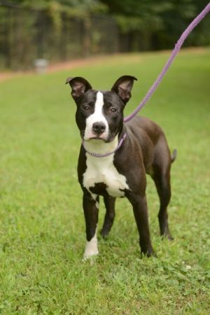 Danty Mixed Breed Dog