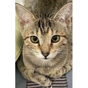 Sera, Baby Female Domestic Short Hair
