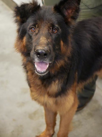 Hercules