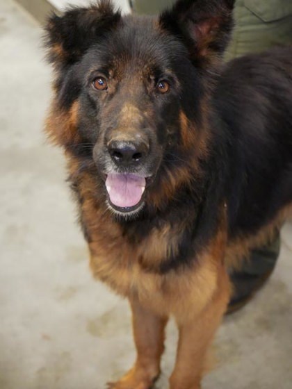 Hercules