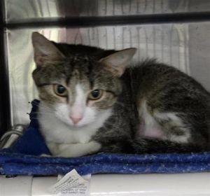 Ziva, Adult Female Domestic Short Hair