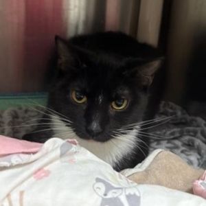 Shiloh, Adult Female Domestic Short Hair