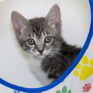Daphne, Baby Female Domestic Short Hair