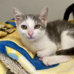Shaggy, Baby Female Domestic Medium Hair