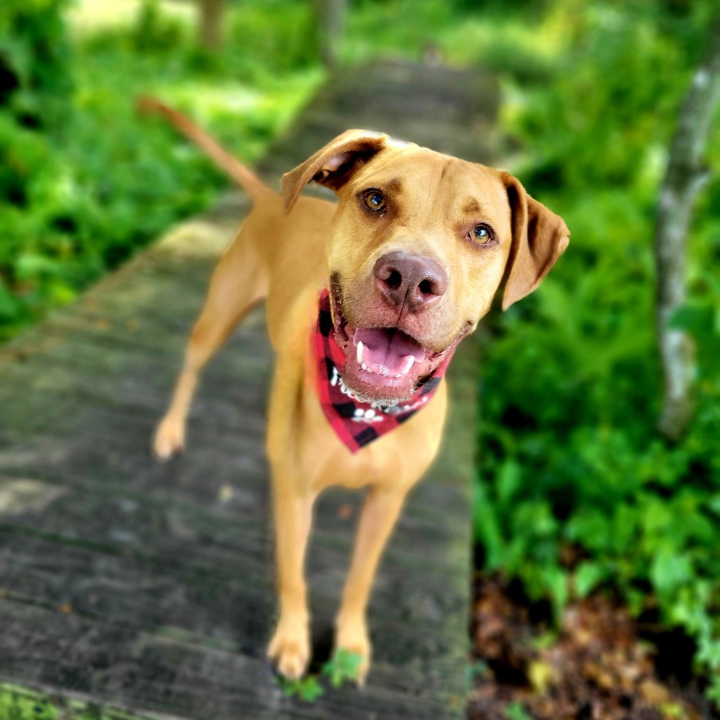 Cooper