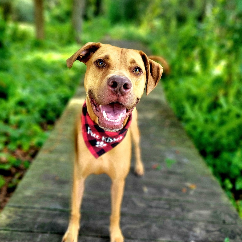 Cooper
