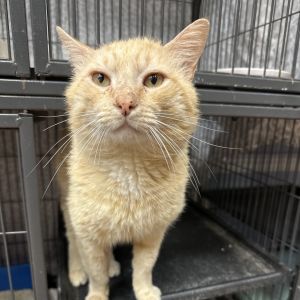 Buckley (Peaches), Adult Male Domestic Short Hair