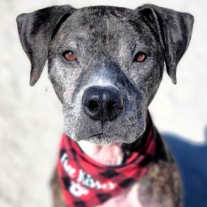 Gunner, Senior Male unknown
