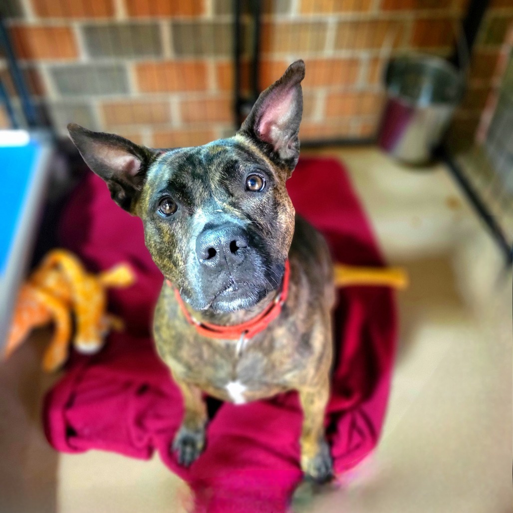 Bella