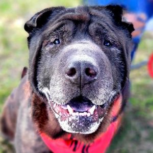 Jack, Senior Male unknown