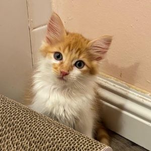 Tangelo is one of the Citrus Fruit Gang kittens along with his sisters Yuzu KRLA-A-86094 Kumquat