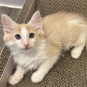 Yuzu is one of the Citrus Fruit Gang kittens along with her sister Kumquat KRL