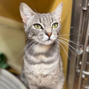 Meet Robyn - Your New Best Friend Robyn is a sweet affectionate girl with a heart full of love and