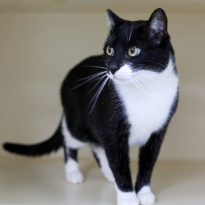 Oliver is a charming young adult tuxedo cat with a sweet heart to match his dapper looks With his s