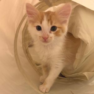 Pomelo is one of the Citrus Fruit Gang kittens along with his sisters Yuzu KRLA-A-86094 Kumquat 