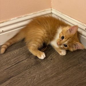 Kumquat is one of the Citrus Fruit Gang kittens along with her sister Yuzu KRLA-A-86094 and broth