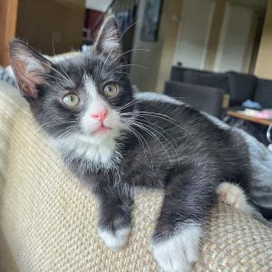 Capstar, Baby Female Domestic Short Hair