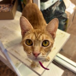 Saffron, Adult Female Domestic Short Hair