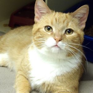 Nemo, Adult Male Domestic Short Hair
