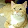 Nemo photo 4