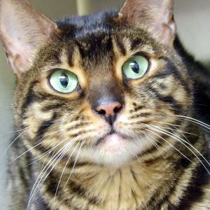 Egypt, Adult Female Bengal
