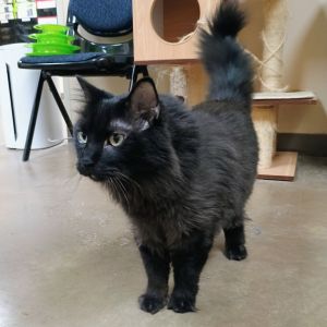 Sammy