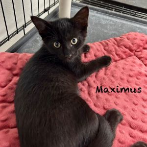 Maximus, Baby Male Domestic Short Hair
