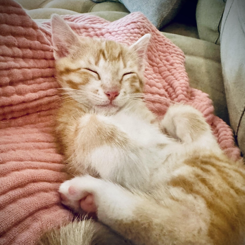 Creamsicle