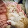 Creamsicle photo 1