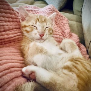Creamsicle, Baby Male Domestic Short Hair