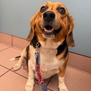 Meet Bailey II another chunky beagle in need of a fresh start Almost 5 years old Bailey was just 