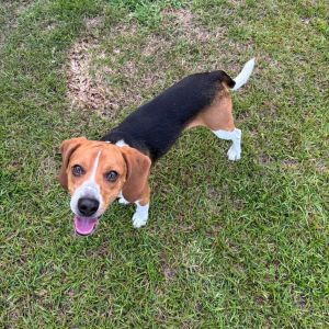 Hopper Beagle Dog