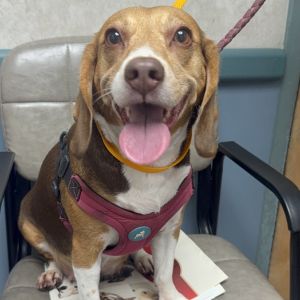 Gucci Beagle Dog